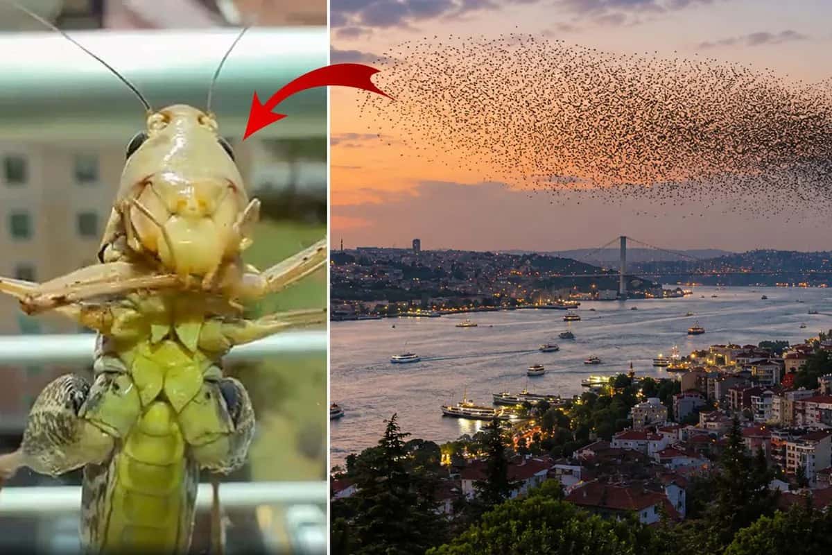 Dev Uzun Çekirgeler Marmara Bölgesi'nde Kocaeli'ye Ulaştı
