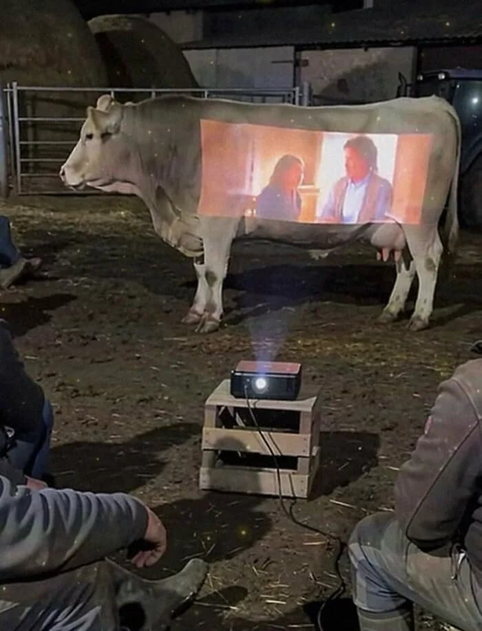 Sinema Perdesi Bulamayınca Filmi İneğin Üzerine Yansıtmışlar