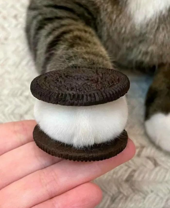 Kedisinin Patisini Oreo Arasına Koyunca Ortaya Bu Görüntü Çıkmış