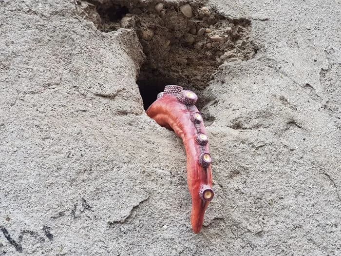 Balat'taki Duvardan Dev Bir Ahtapot Kol Çıkıyor