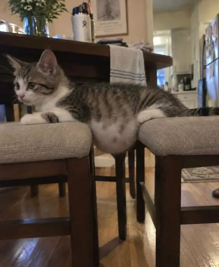 İki Sandalyenin Arasına Yerleşen Kedi Yer Çekimine Meydan Okuyor