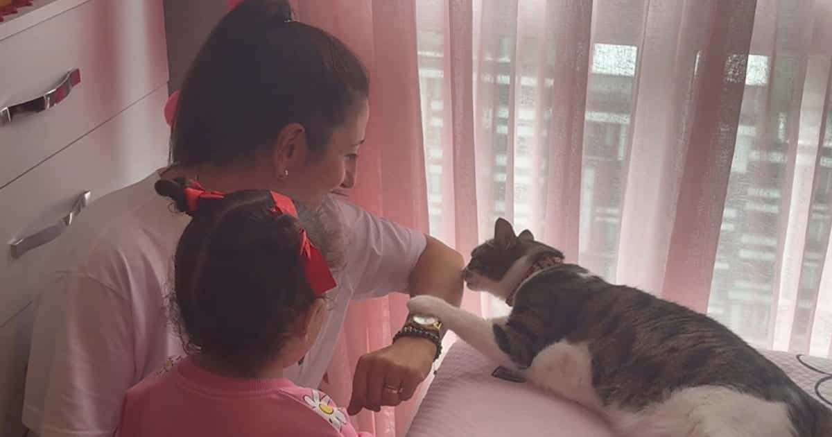 Küçükçekmece'de 8 Yaşındaki Kedi Mucize, 4 Kadın Hırsızı 45 Dakika Boyunca İçeri Sokmadı
