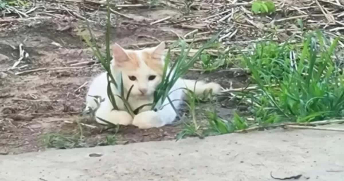 Ne Yaşandığını Asla Öğrenemeyeceğimiz 30 Aşırı Komik Kedi Fotoğrafı