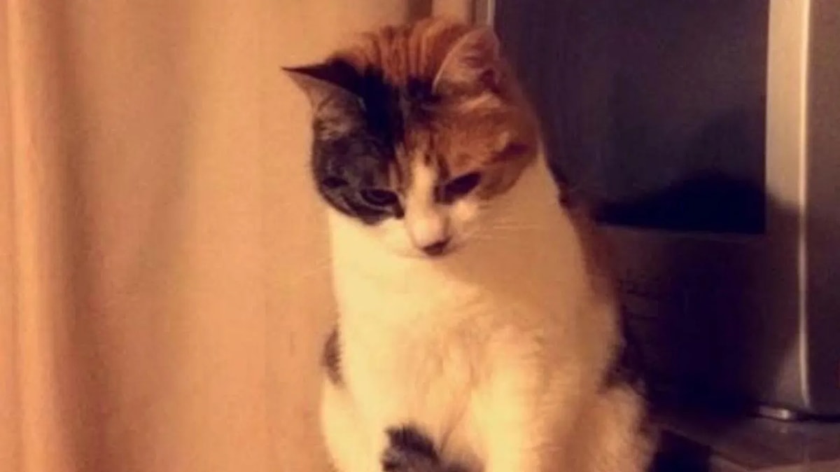 10 Yıldır Kayıp Tekir Kedi Charlie, Sahibinin Doğum Gününde Evine Döndü