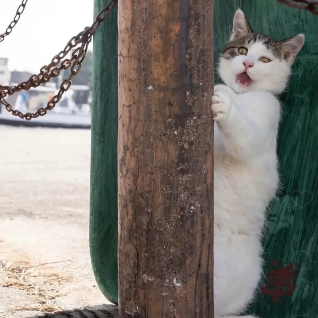 Sokağın Yeni Solisti Sahneye Çıktı
