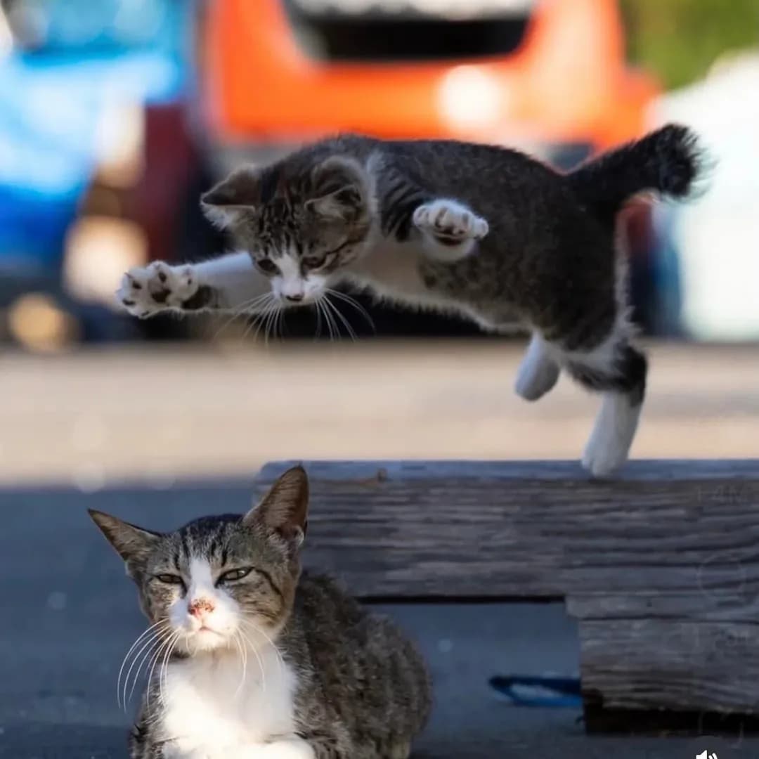 Sessizce Otururken Üzerinden Kedi Geçti